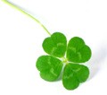 A Toast to the Green