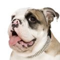 Valentines, Love and the Bigg Dogg