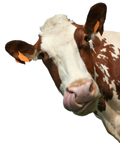 Not Wheres the Beef, but Whats in the Beef?