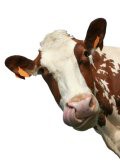 Bovine Experiments