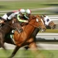 Horses, Bears and Beating a DUI