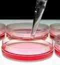 Infectious Disease Update