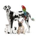 Communicating with Your Animals