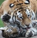 Animal Experience International