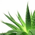 Aloe and Your Skin