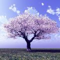 ENCORE SHOW: Overcoming Chronic Pain by Tending to the Mind, Body and Spirit