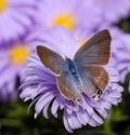 Power of Giving Back: Chrysalis Diaries