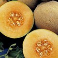 Colorado Listeria Outbreak and its Impact on You