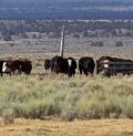 Showdown at the Bundy Ranch