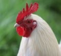 Hungry Chicken Homestead