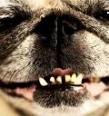 Bites with the Bigg Dogg