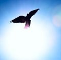 Life After Death- An Analysis of the Evidence