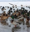 The Duck Show