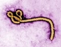 Ebola Terrorism