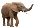 In the Belly of the Elephant