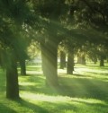 The Cure is in the Forest