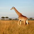 Safari and Unique St. Patrick's Day Celebrations
