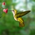 Angels, Birds & African Women’s Affairs