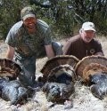 Turkeys, Turkeys and More Turkeys