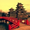 Garlic and the Japanese Model of Probiotics