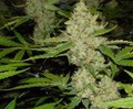 Marijuana\'s Impact on Teens
