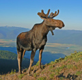 Of Moose and Men (And Mommies)
