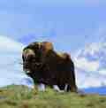 The Ox Herding Lesson