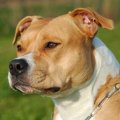 The Pitbull of Comedy