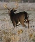 Big Buck Stories