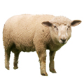 No texting in CA and no sheep romancing in MI