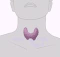 The Thyroid Paradox