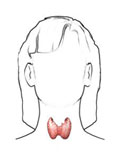 Is your Low Thyroid Being Overlooked?