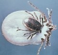 Lyme Disease