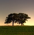 The Spiritual Role of NDEs
