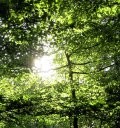 All About Trees