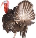 Pre-Thanksgiving Residue Tuesday