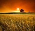 Monsanto GMO\'s