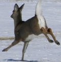 Late Season Tactics