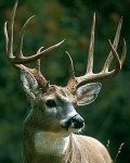 White Tails A Comin!