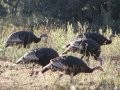 Turkey Talk