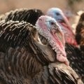 Nebraska Hunting Tales