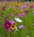 The Will of a Wildflower