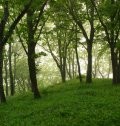 Tales from the Woods